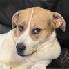dillyboop